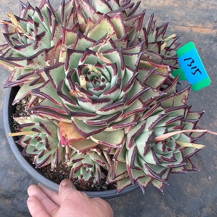 随*1315————直播福利