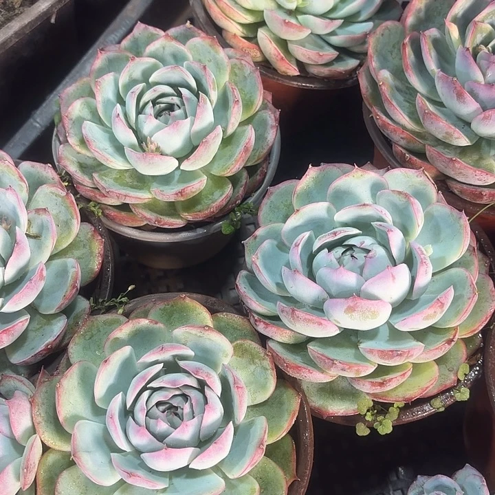 单头侧影多肉植物盆栽