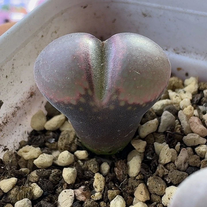 28号单头冯汝勇三年c10一物一拍