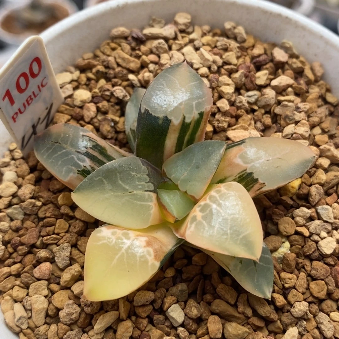 100火凤凰锦一物一拍