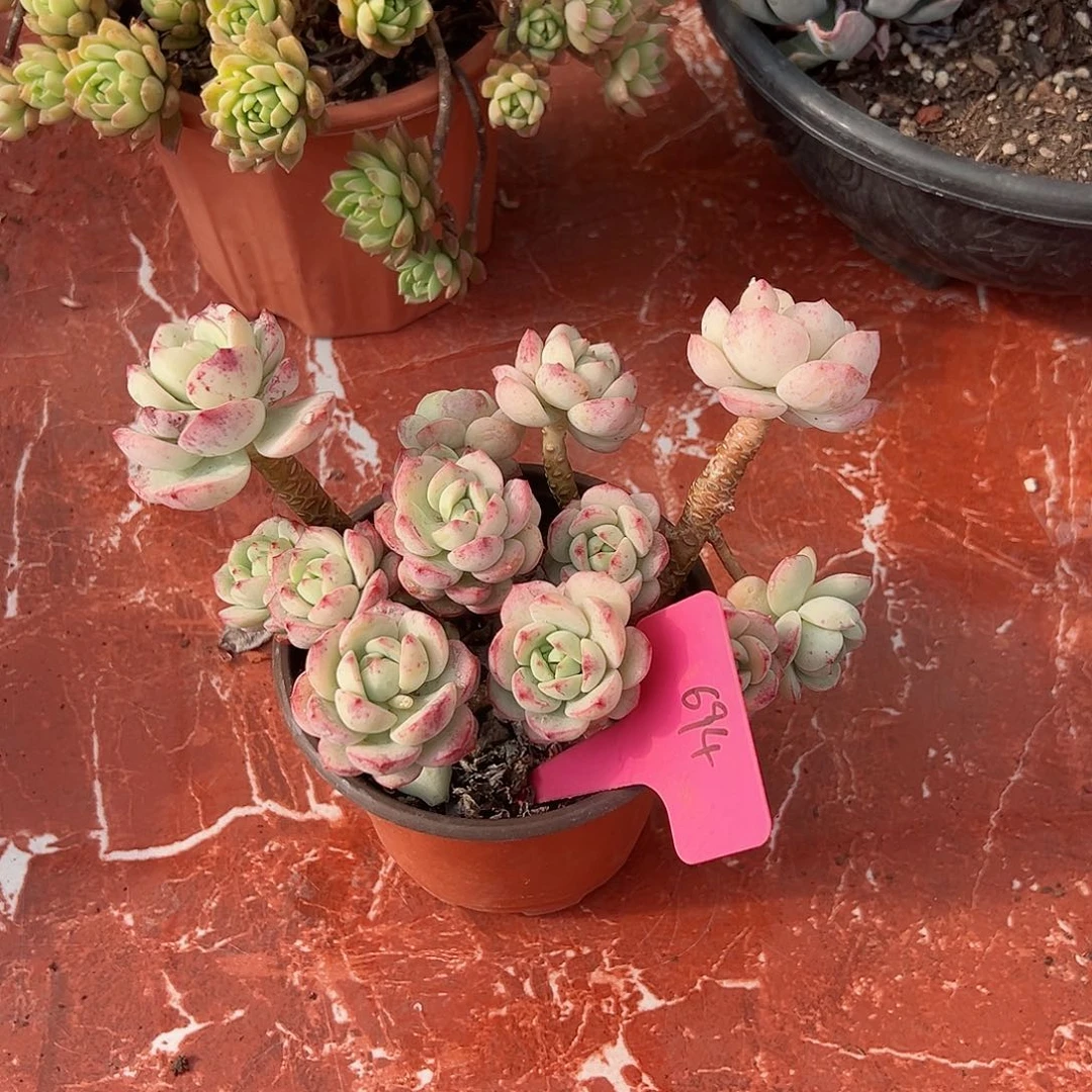 董****品694香草多肉植物