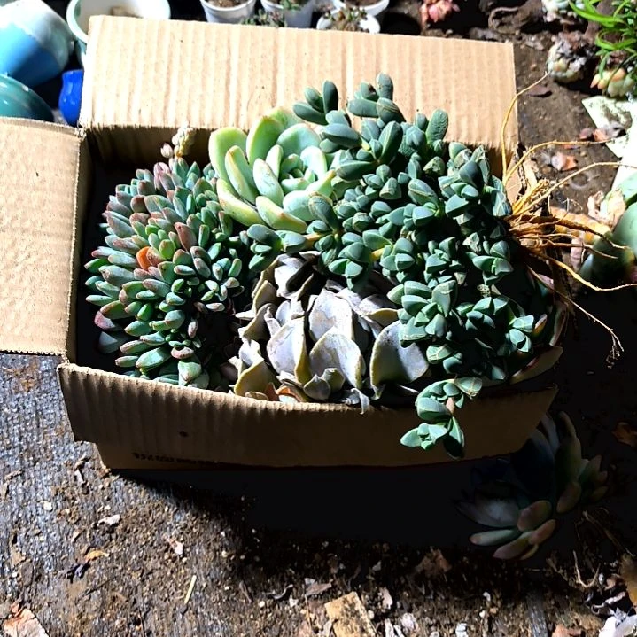 满9元包邮，，一箱子大肉肉不重复，9.9元