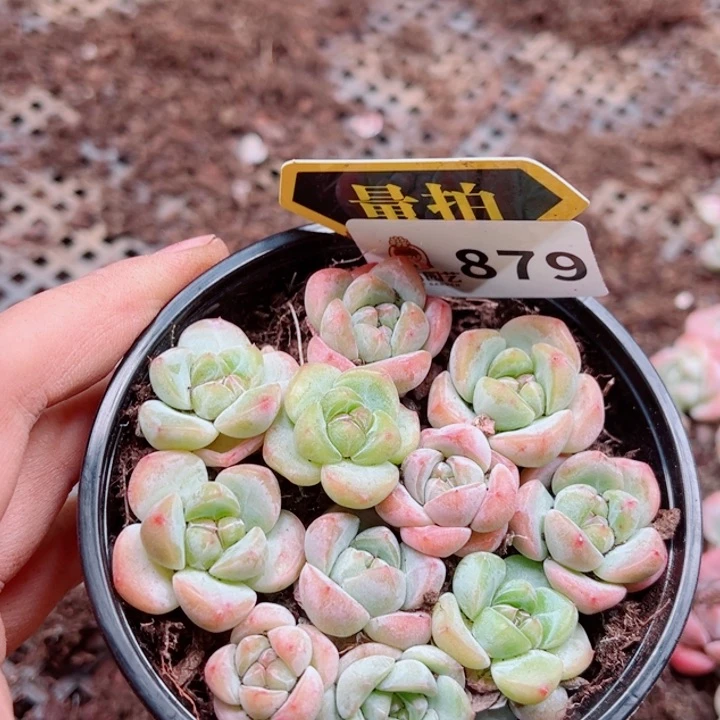 多肉植物多肉植物