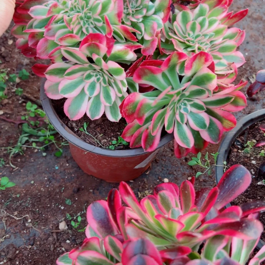 我1451 号多肉法师新年特价女巫