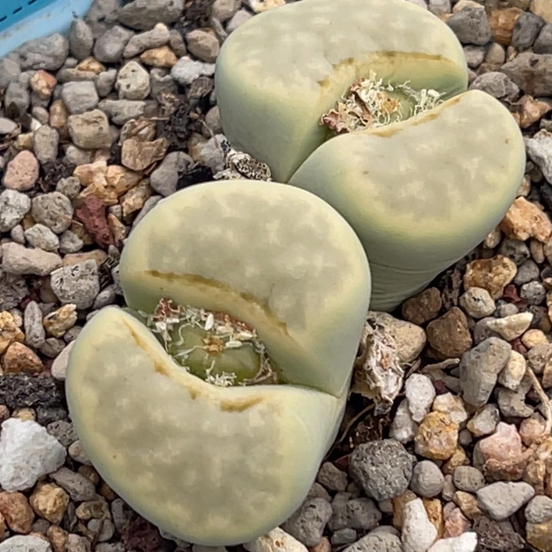 9276双头奶油寿丽。