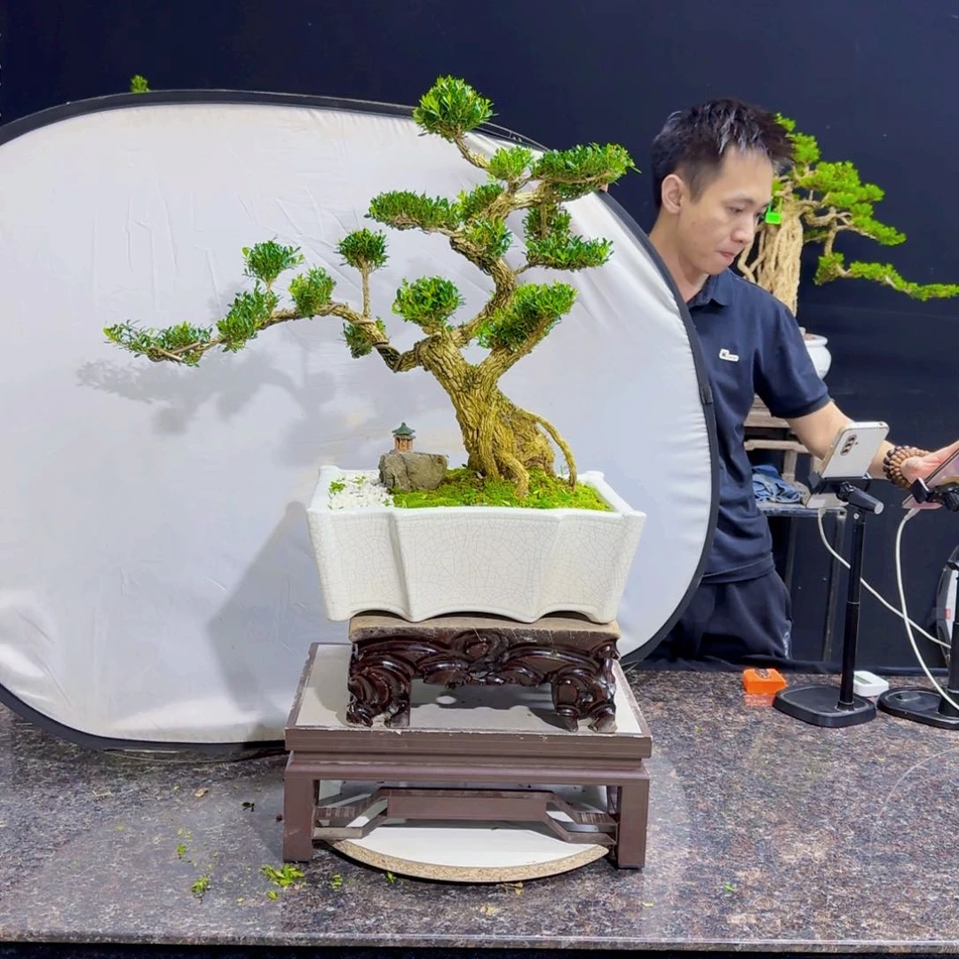 当前无花朵，栽培后可花朵