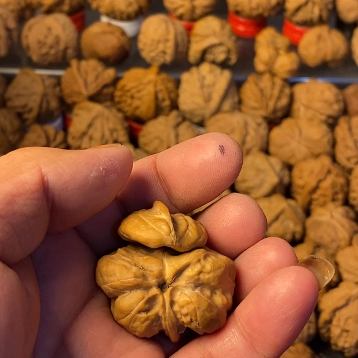 盛***理大叶紫檀（黑酸枝木类）