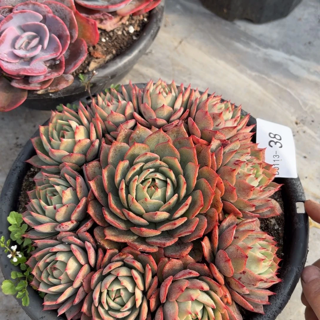 同温层多肉林杰安娜38