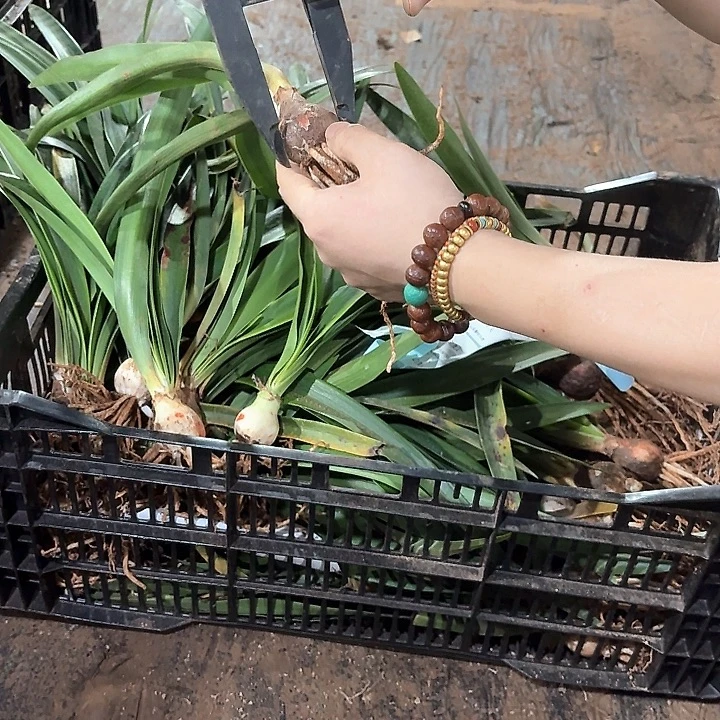 波兰美人3公分自然球