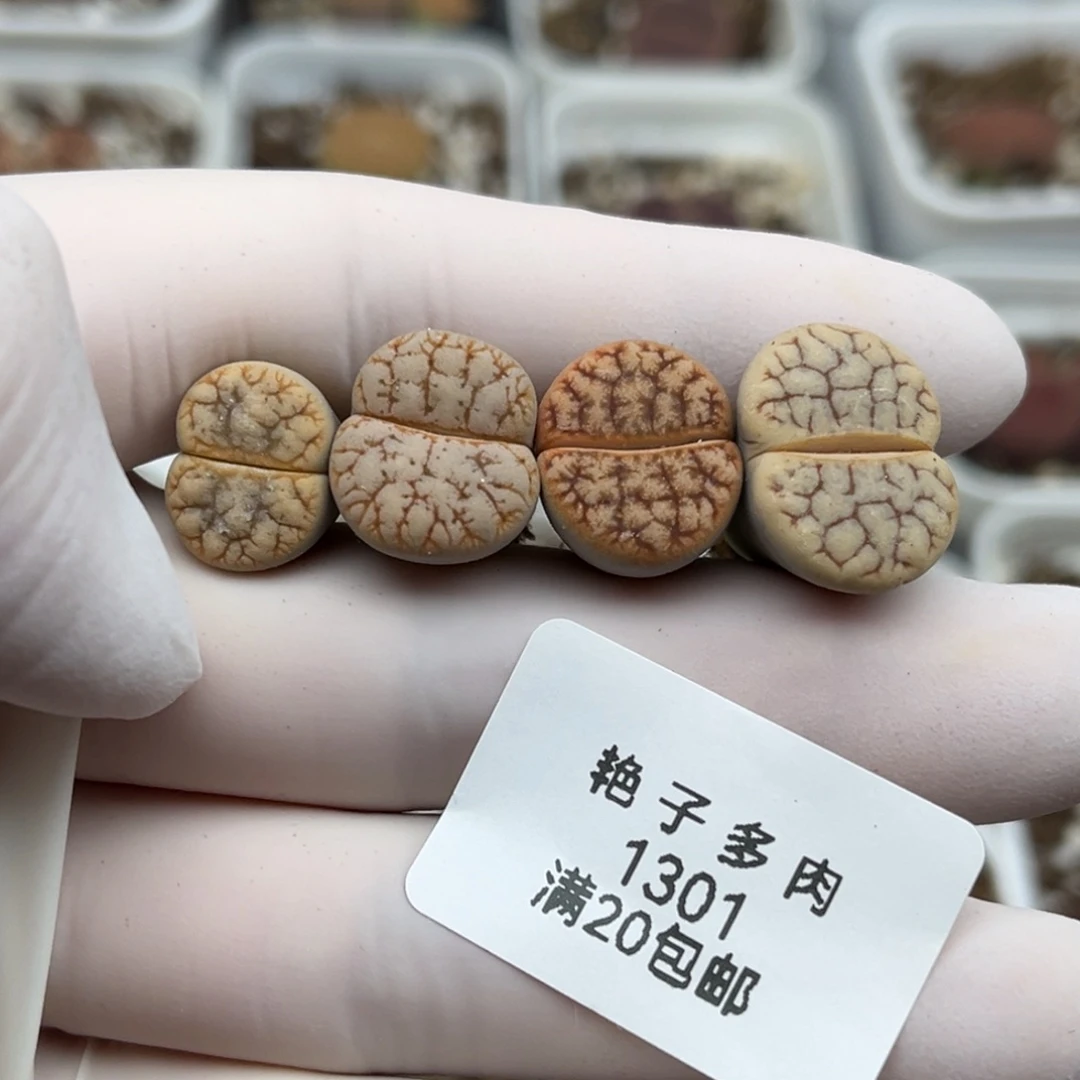 1301号一首拿铁杂交发货