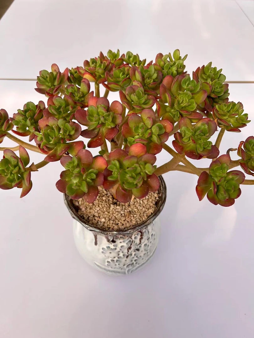 【达摩宝珠】脱土发 整桩老桩 两单包邮 燕子多肉