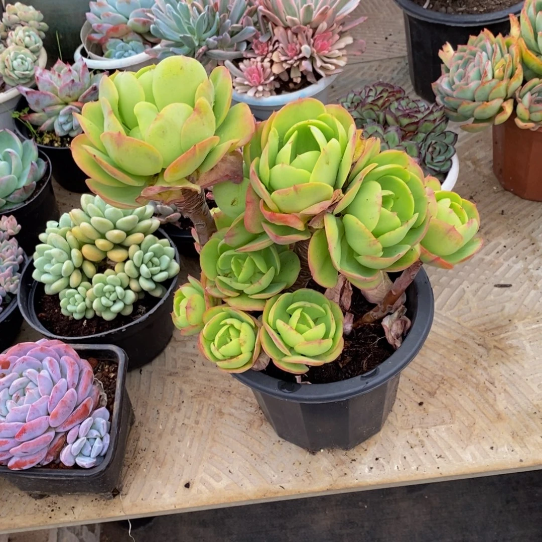 小***星48包邮多肉植物一物一拍