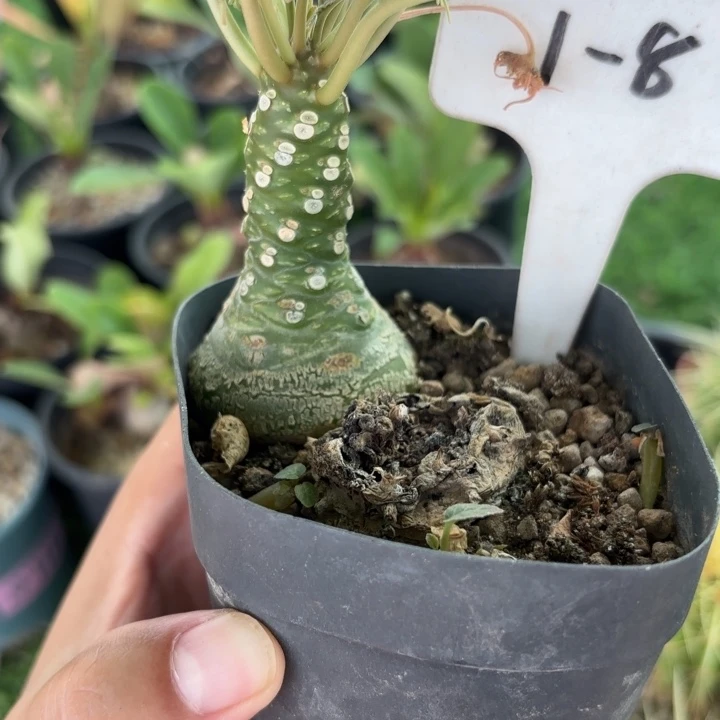 1.8绵叶琉桑好养皮实