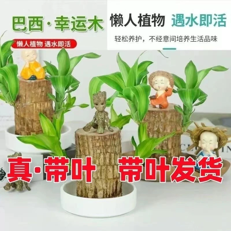 精选【15高带3叶发货】巴西木幸运木水培植物盆栽花卉绿植室内易活