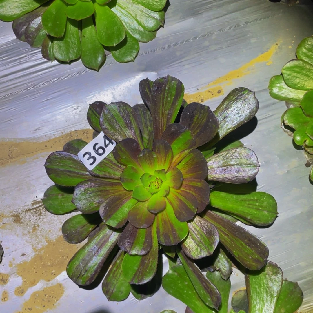 花月夜多肉植物364