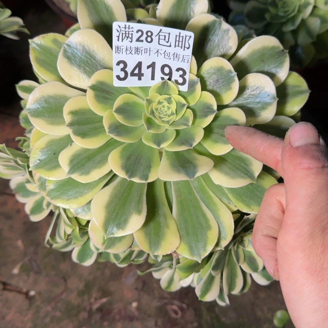 34193绿豆沙不包断枝多肉