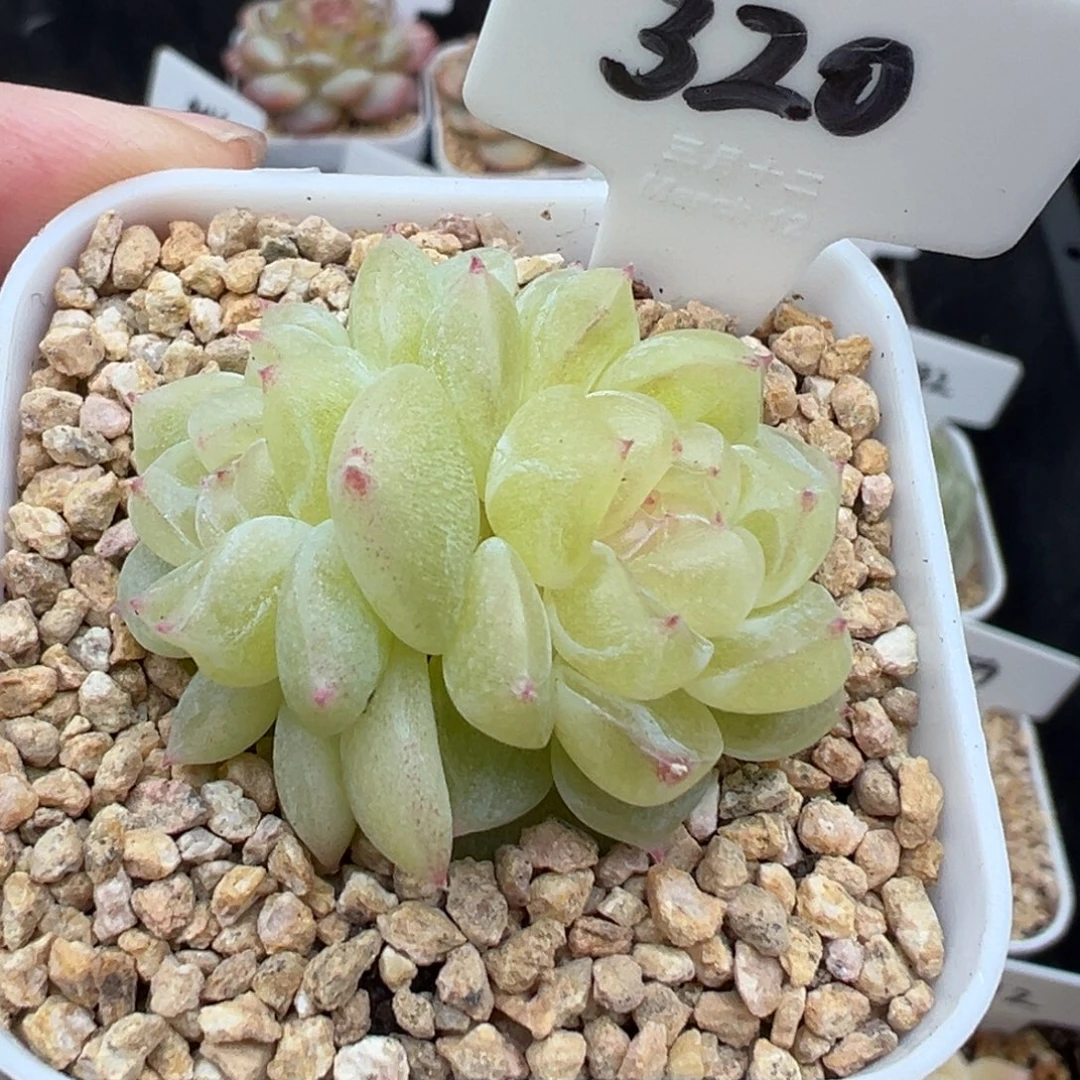 320号财富密码8888