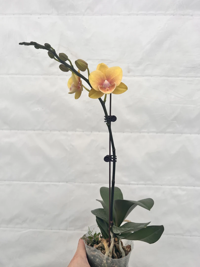 云鹏蝴蝶兰（代号2204）带花带花苞发货