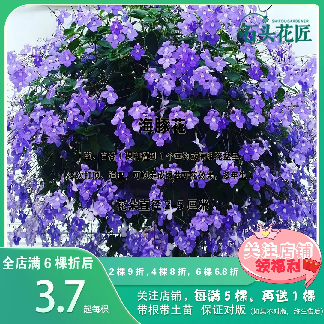 石头花匠 垂吊海豚花 蓝海豚 灯笼花 婚纱吊兰阳台垂吊观花盆栽满