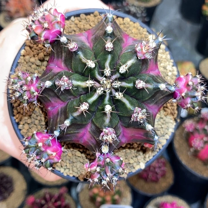 漂亮 母本株 米哈仙人球