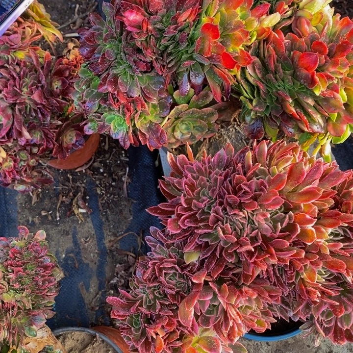 孔*春法师一组多肉植物