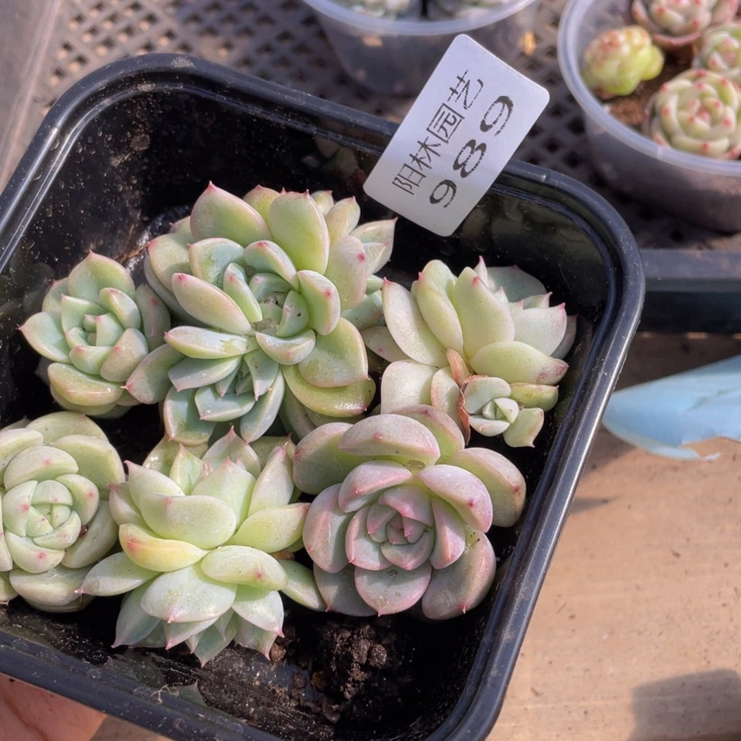 多肉植物多肉植物989