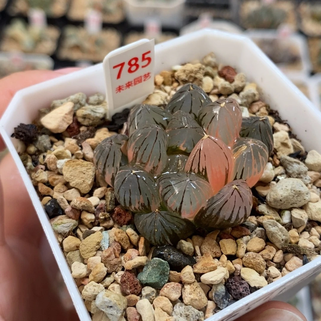 785龙爪玉露锦一物一图