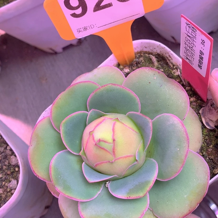 【闪购商品】yjj926下播福利