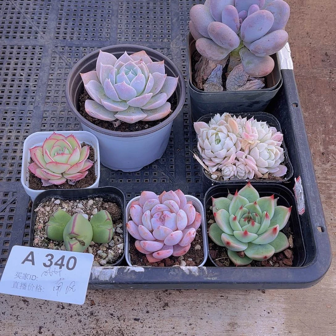 多肉340多肉植物