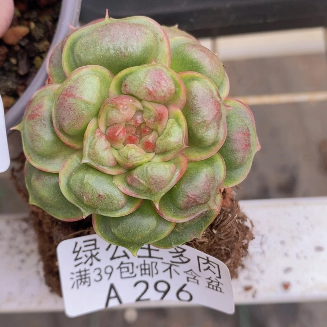 留财4cm296多肉酱