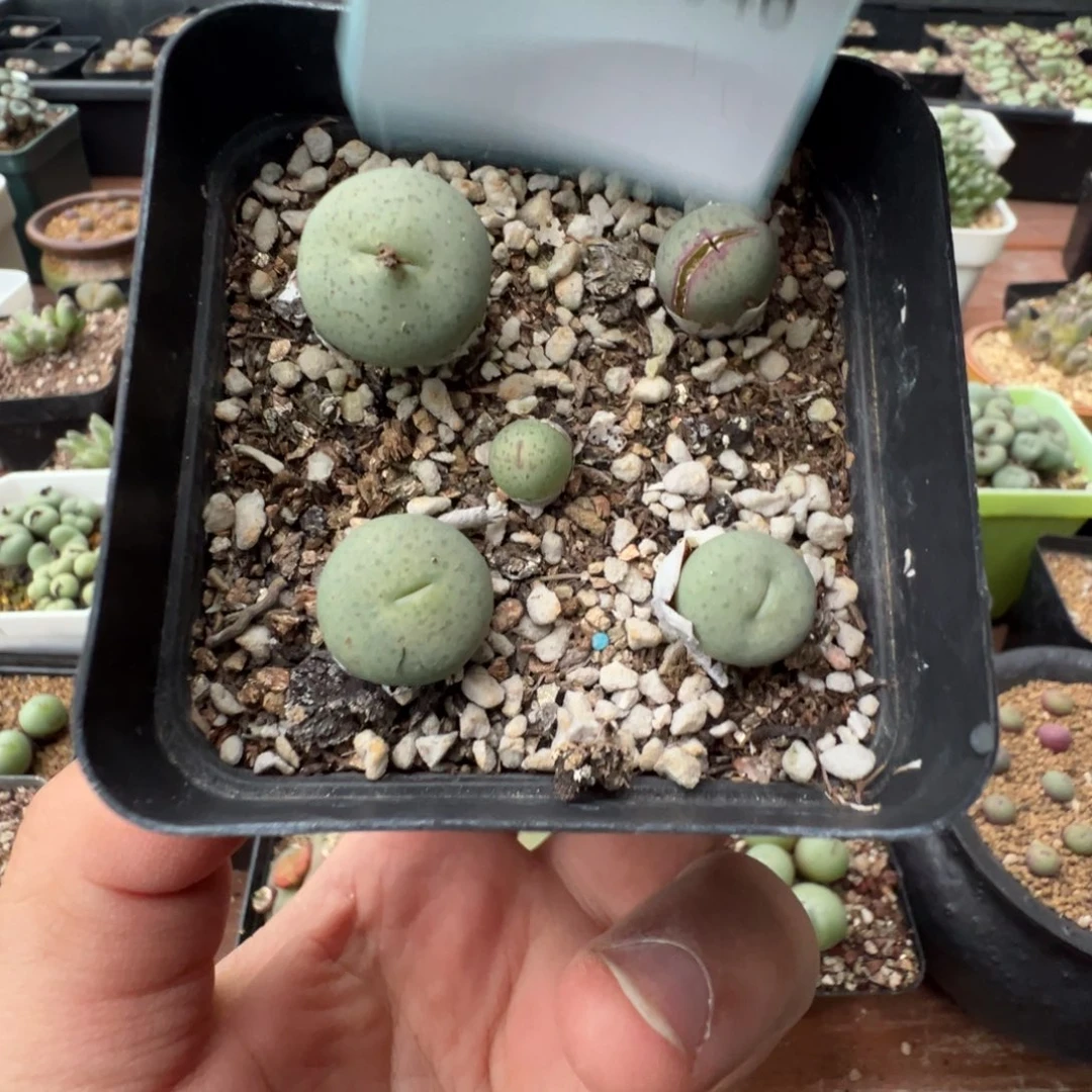 3-46肉锥多肉植物，