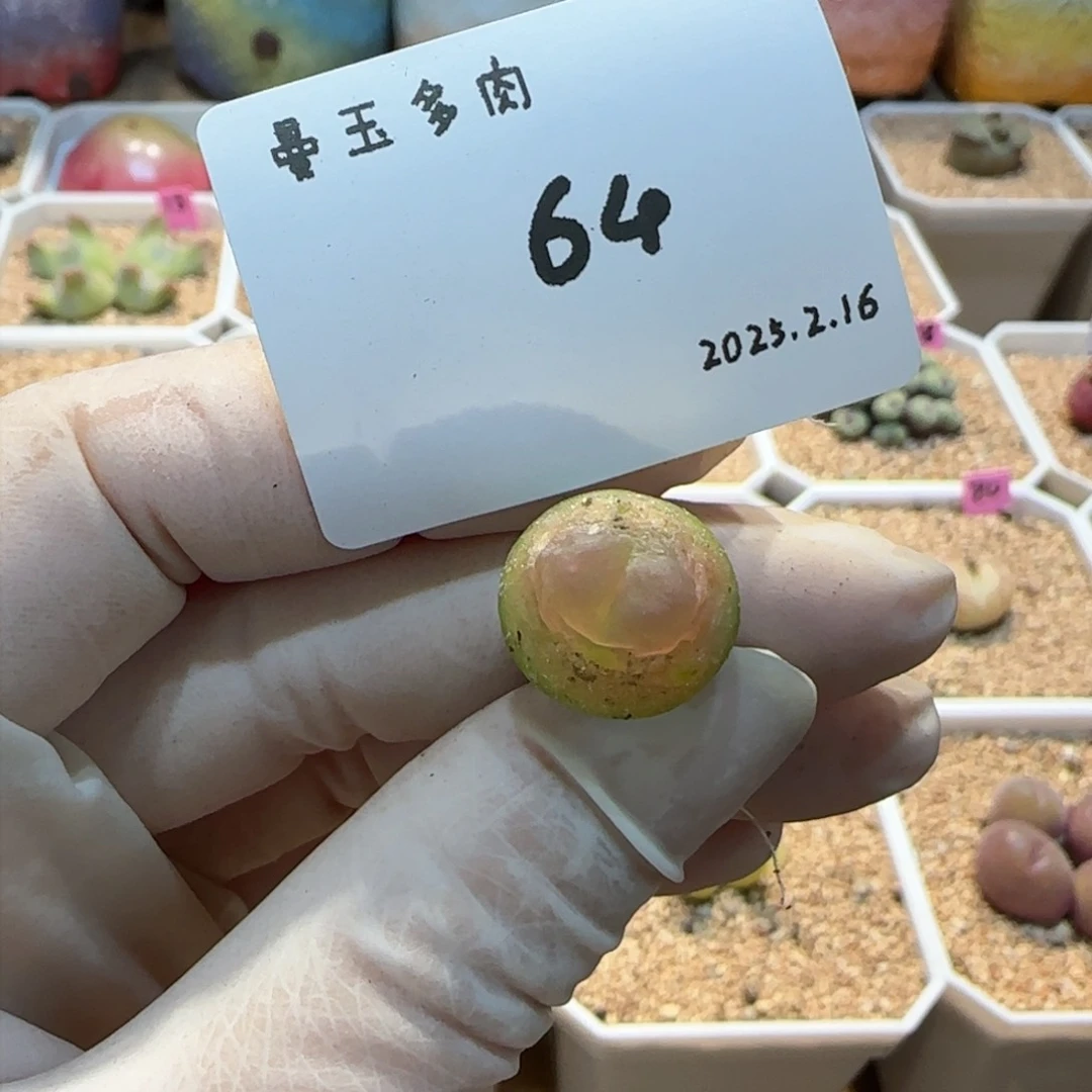 ?****欧多肉多肉多肉2.16-064