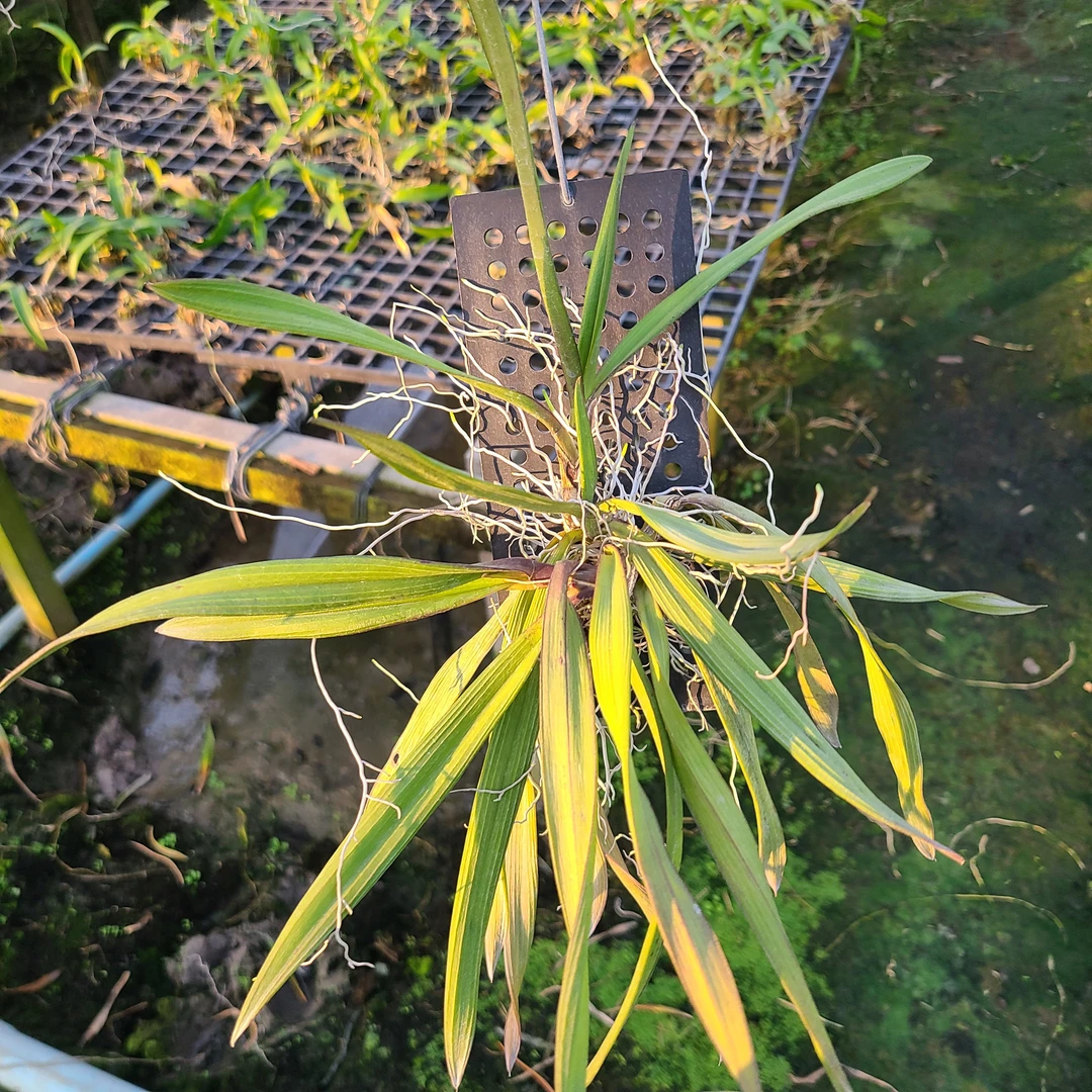 预售｜Ionopsis pink fragrance 1盆