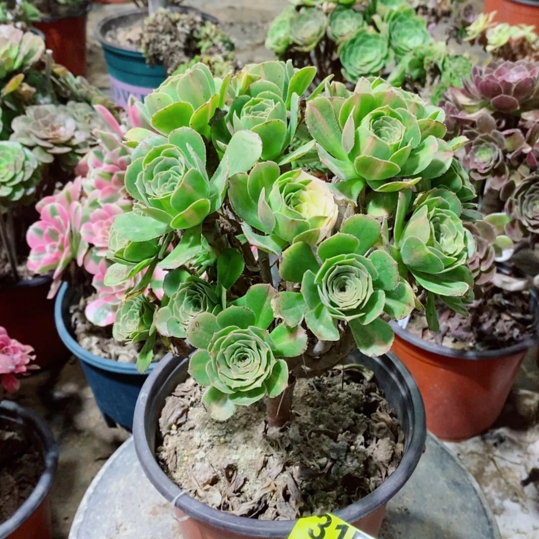 翡翠琉璃多肉植物3152