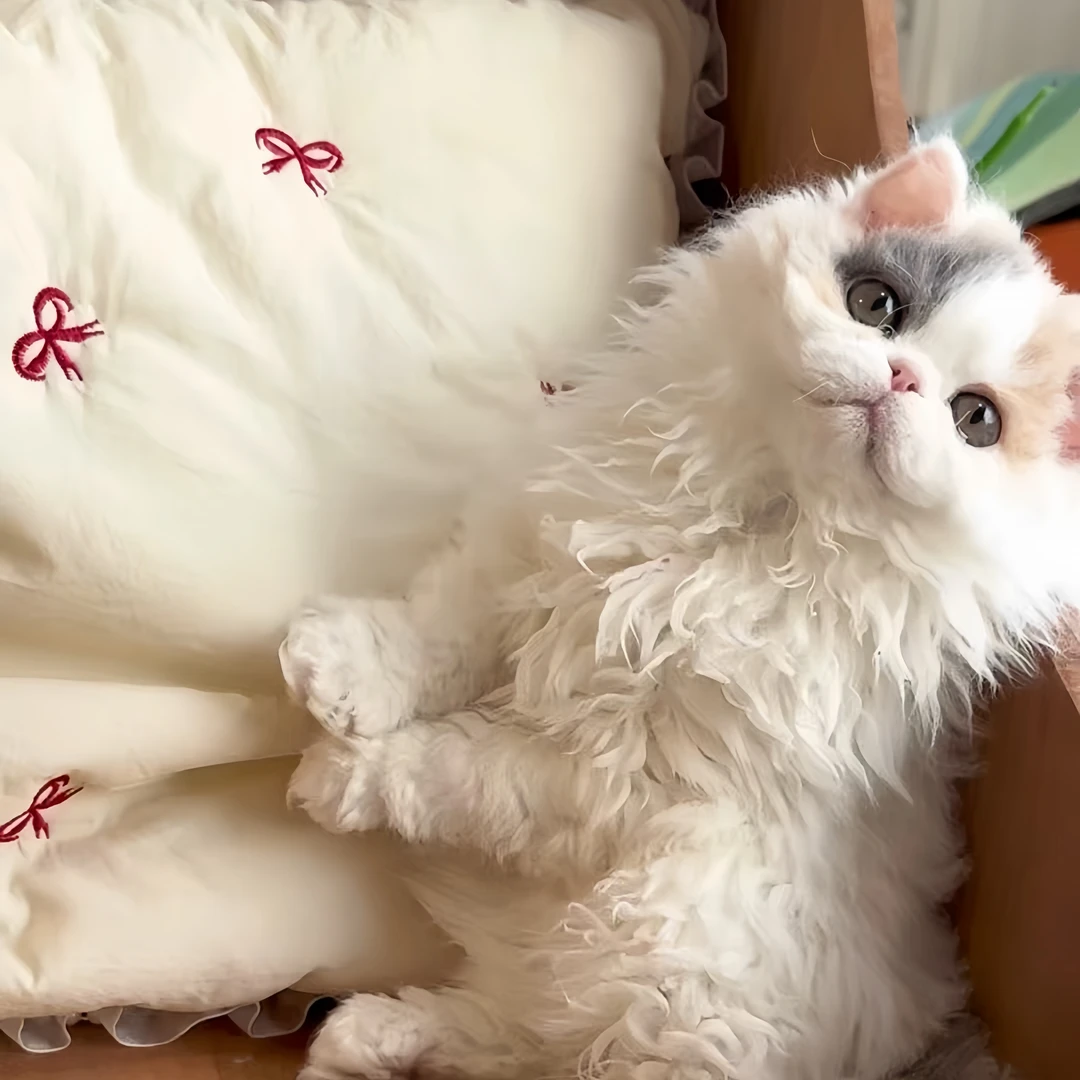 【DollCat猫舍】赛尔凯克卷毛猫 宠物活体猫猫