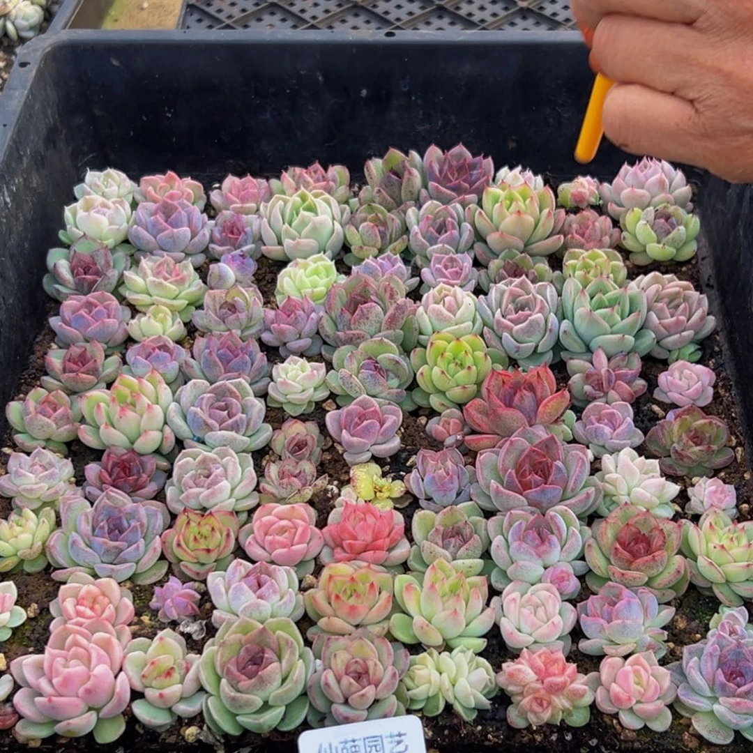 586多肉葡萄的味道是