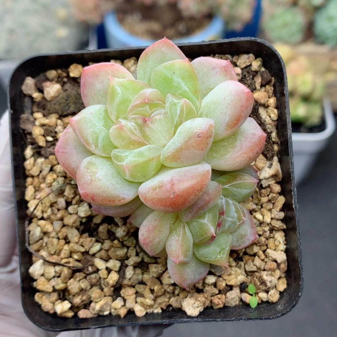 58包邮  群生不包整57