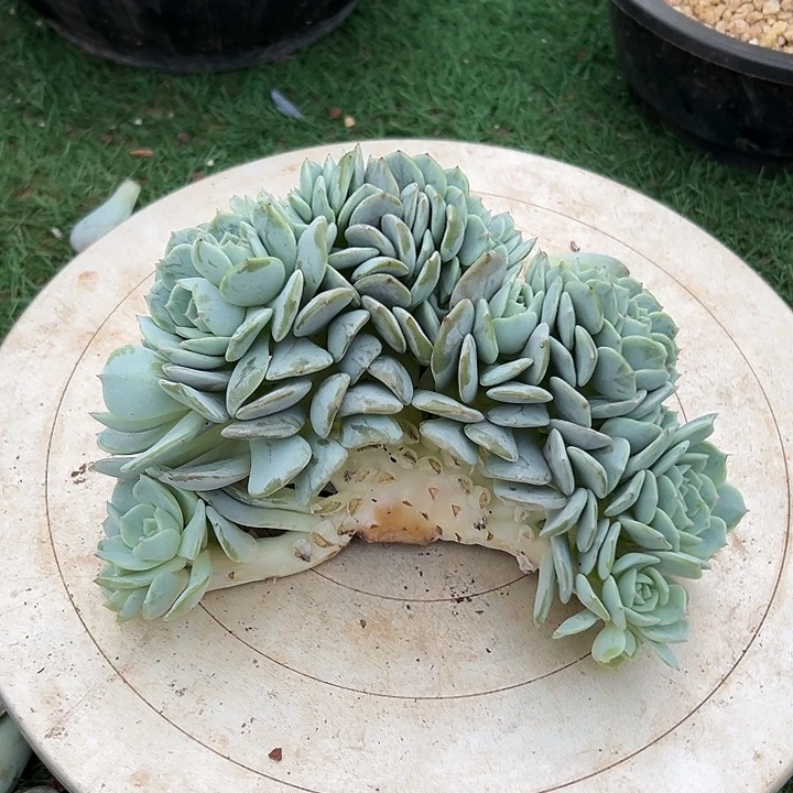 劳林群生多头缀化多肉