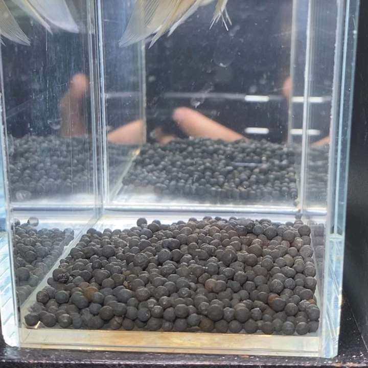 斗鱼泰国斗鱼29号