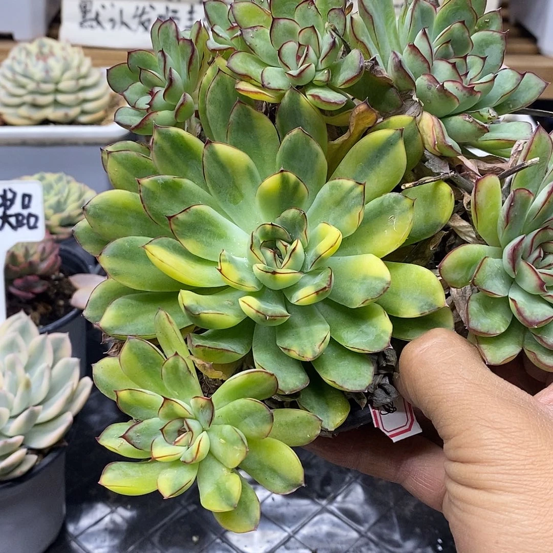 1035 花月夜花脸锦自然群 掉小头不包