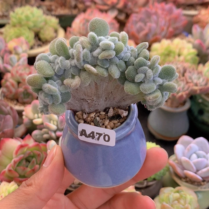 一物一拍含盆土满38包邮A470