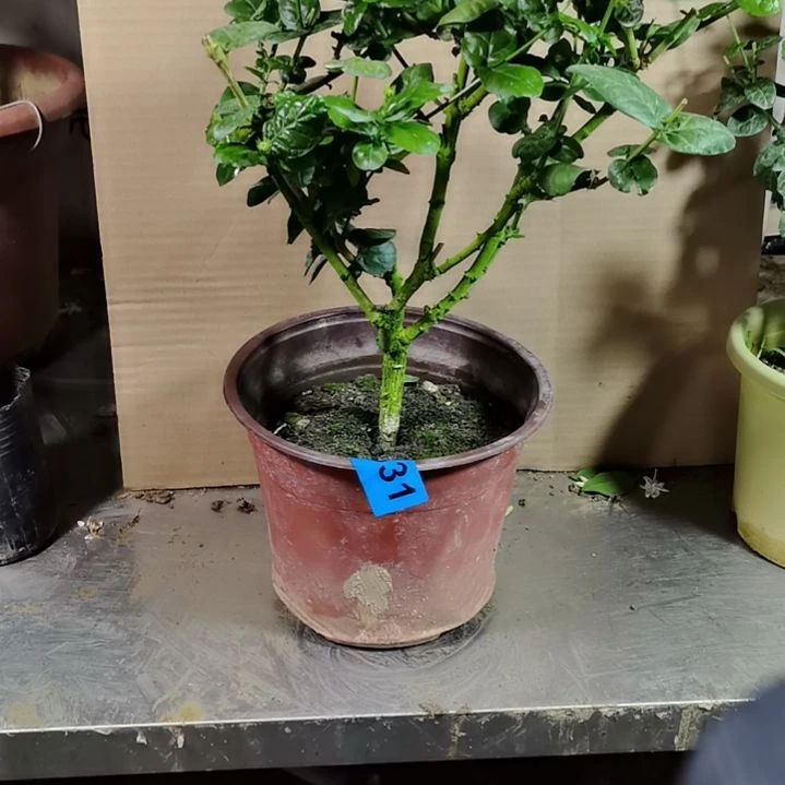 大部分花苞少量开放信*