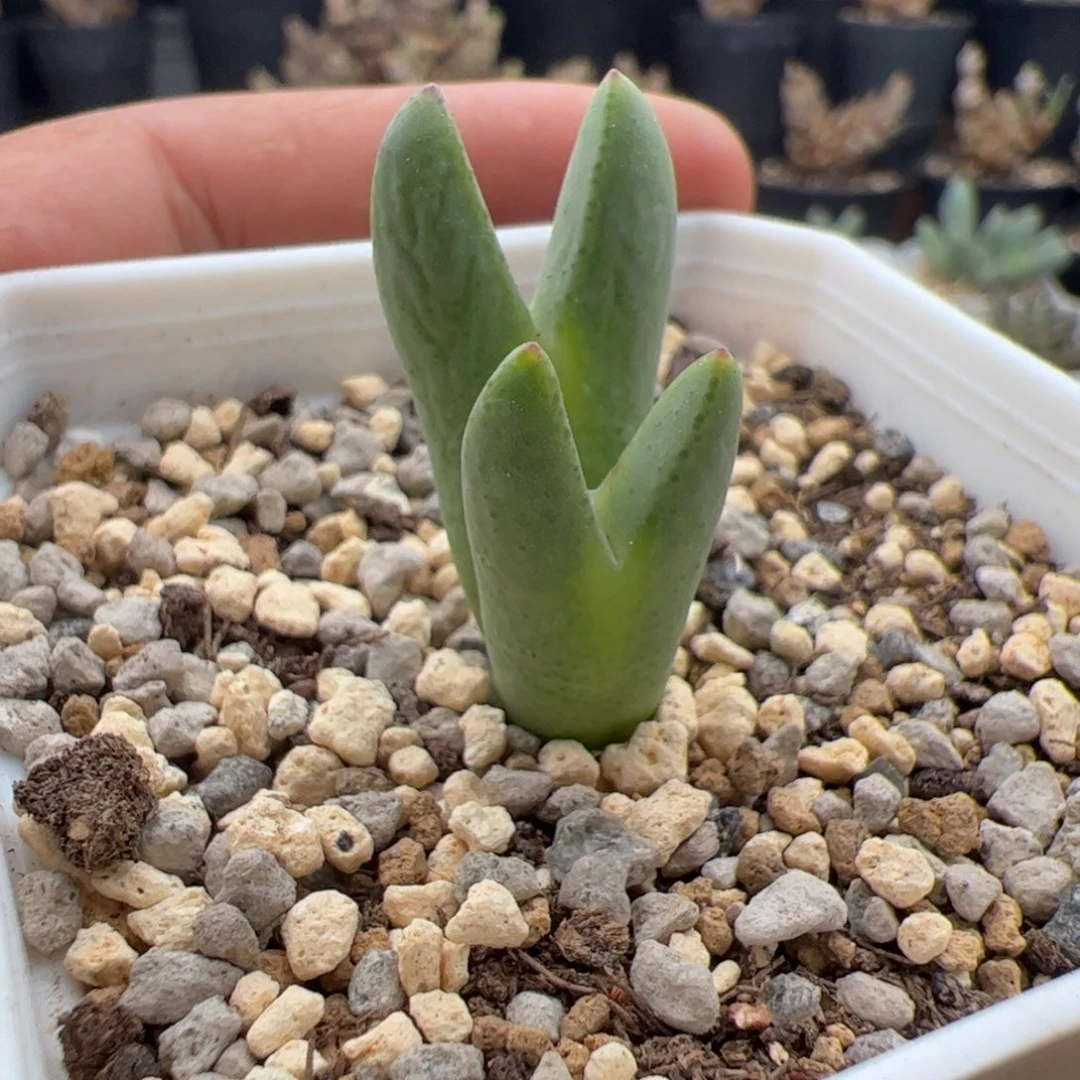 9.19皮卡丘多肉植物组合92