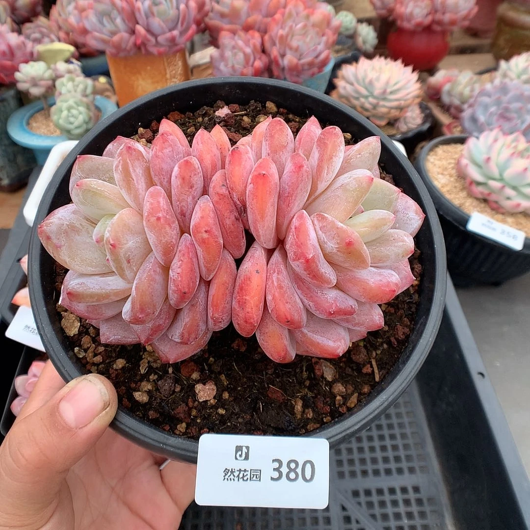 380雪天使多肉植物一物一拍