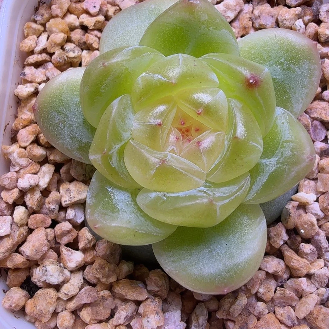 霓裳多肉一物一拍