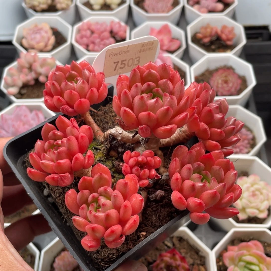 鸡血红宝石7503-12.5厘米