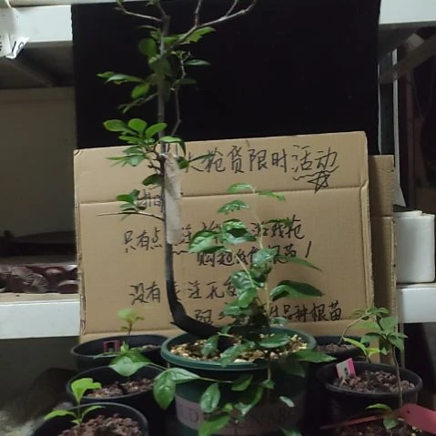 无花朵法国呼呼hhhhh过