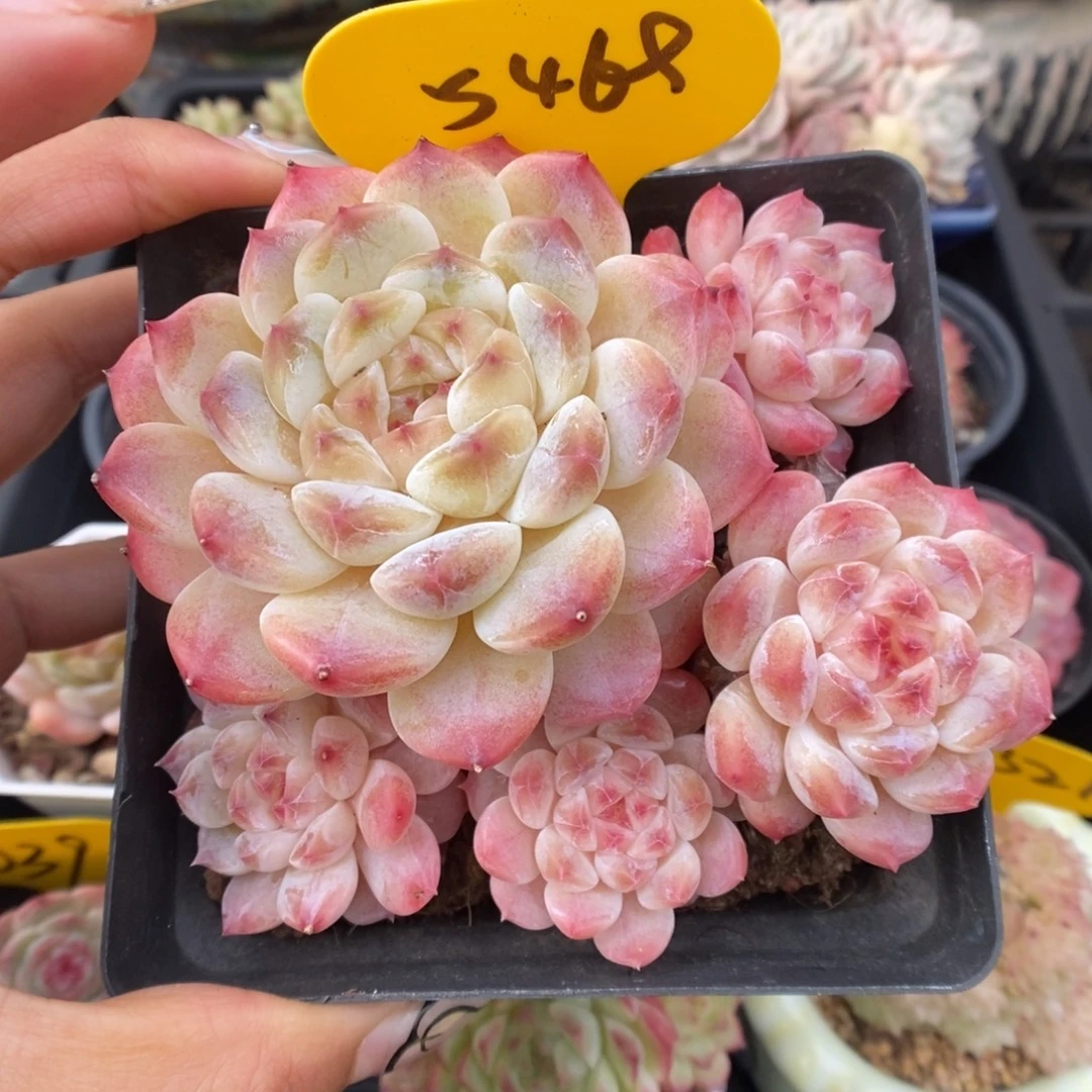糖心粉魄群生5469号。