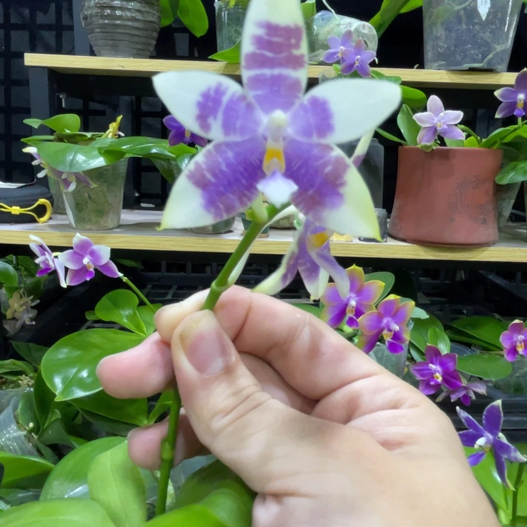 完全开放133叶瑕花期不保