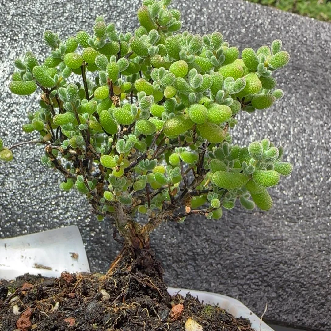 dy0454翡翠斜桩粗冠服7.5cm